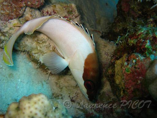 Mérou oriflamme - Epinephelus fasciatus.JPG